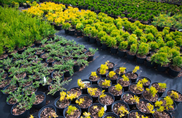 Latest Plant Varieties
